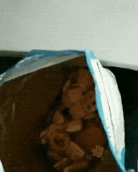 第一次坐飛機的狗狗，會是什麼表情？恐怕你想不到哦… 萌趣萌寵 第13张