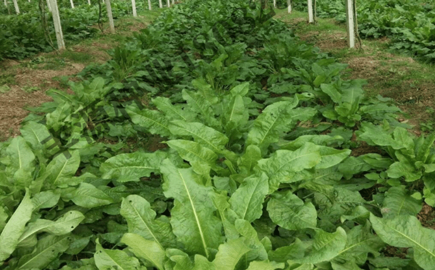 亩产40吨的食叶草,播种一次收获20年,农村又一高效种植