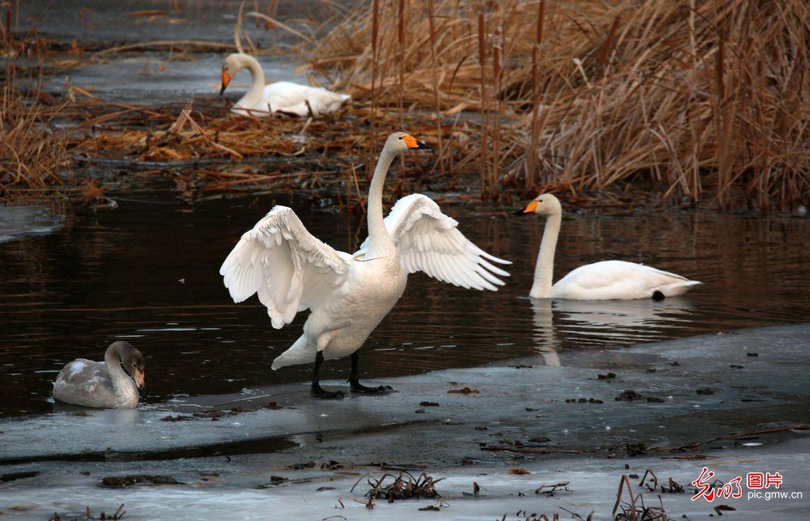 swans seen at huairou reservoir in beijing