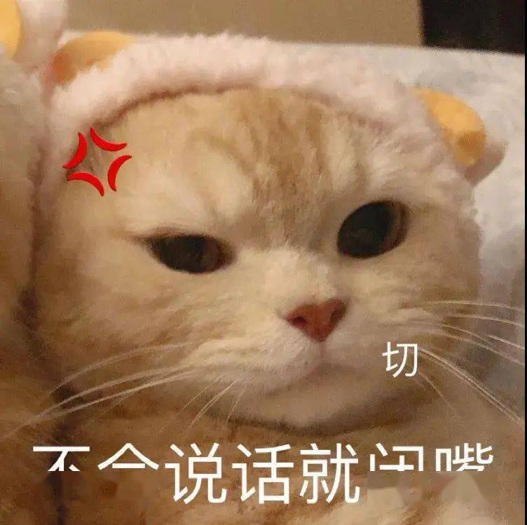 【沙雕猫表情包】橘猫沙梨表情包