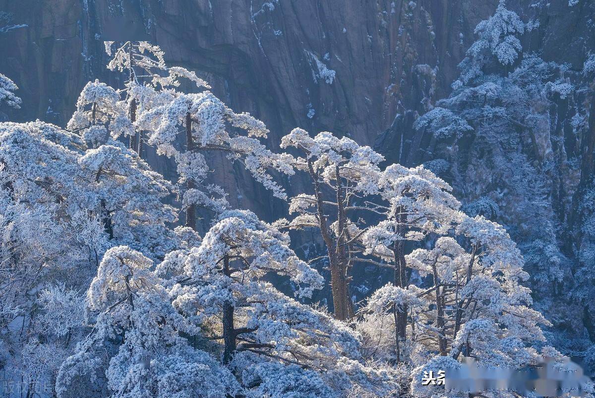 大雪纷纷,冬天的黄山别有景致,风景美