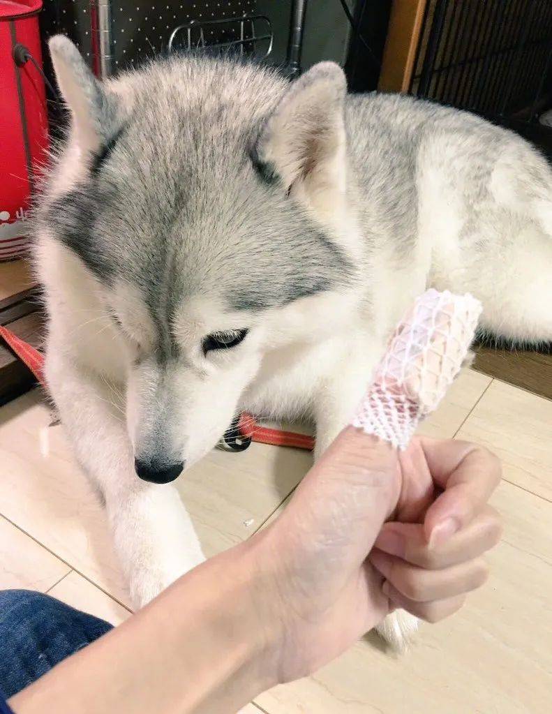 松獅撞傷主人的眼睛後，自責躲在床底偷哭，好在結局超暖！ 萌趣萌寵 第8张