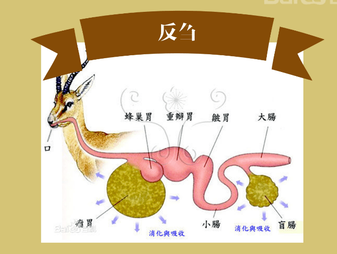 反刍动物和非反刍动物对饲料解毒能力的差异