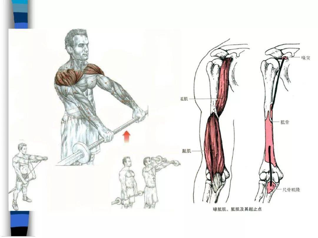 图310 前臂肌后群（浅层）-人体解剖组织学-医学