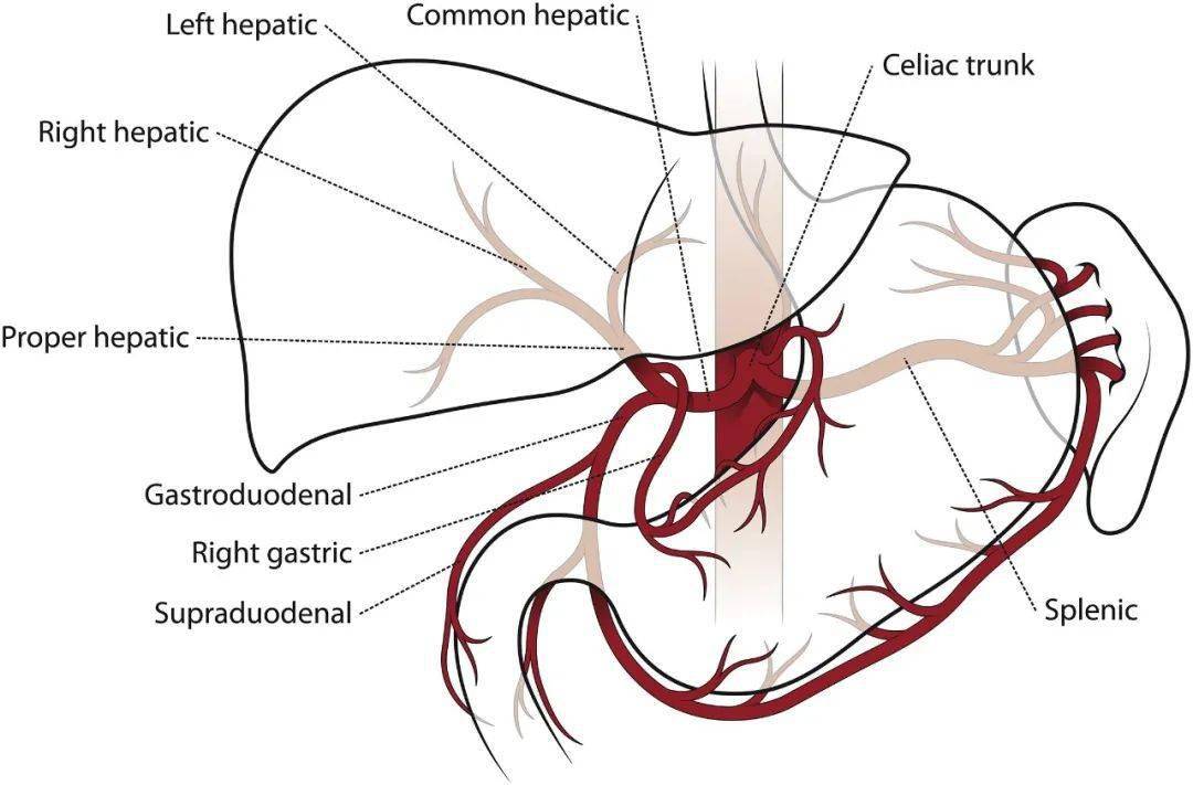 (3)  脾动脉为腹腔干最大的分支,在胃后方沿胰上缘向左行至脾门,发出