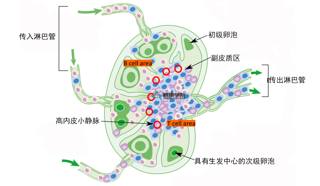 淋巴系统解剖Ⅰ_淋巴管