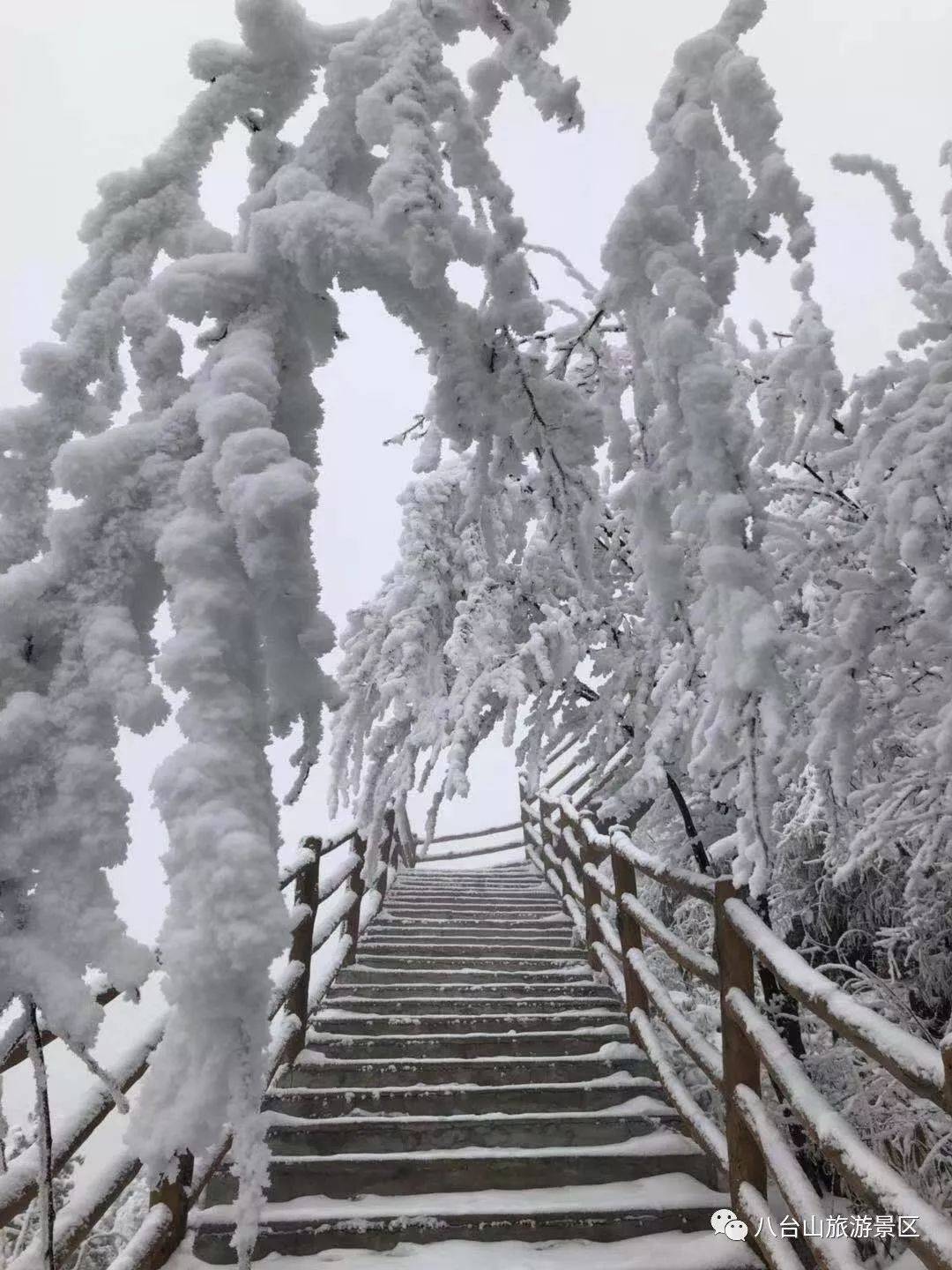 下雪了下大雪了八台山今日鹅毛大雪漫天飞舞