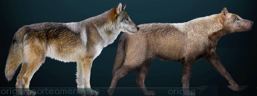 恐狼的平均体型堪比最大的灰狼( canis lupus ),比如育空狼( canis
