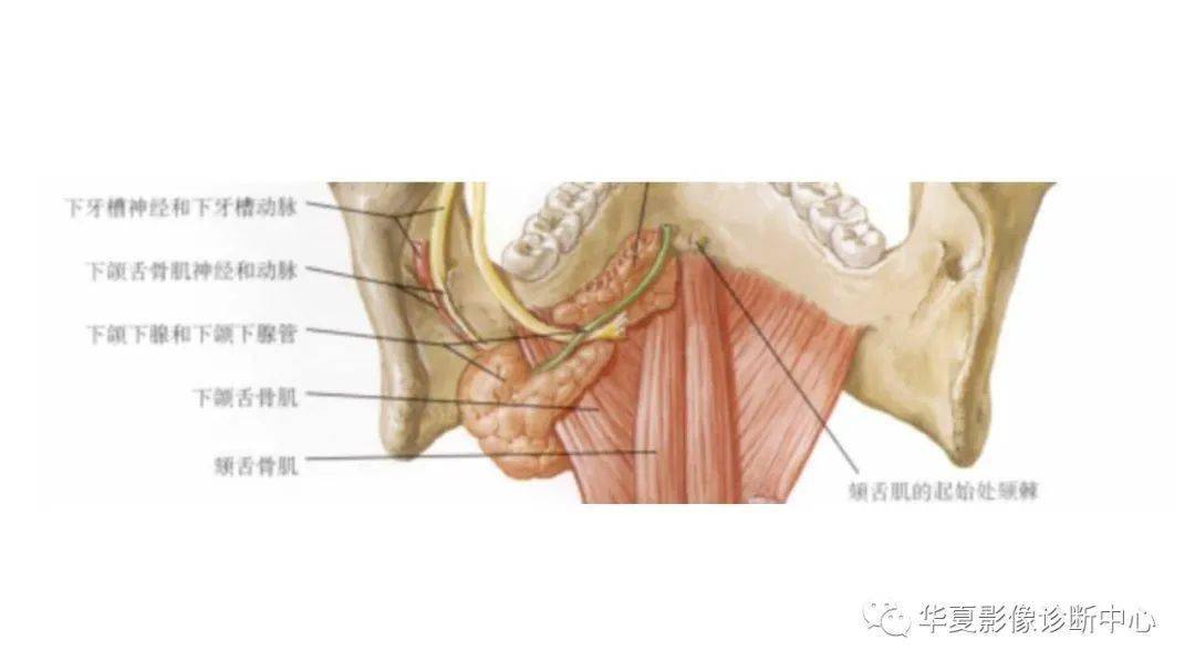 【影像拾遗】颌下腺结石的影像诊断