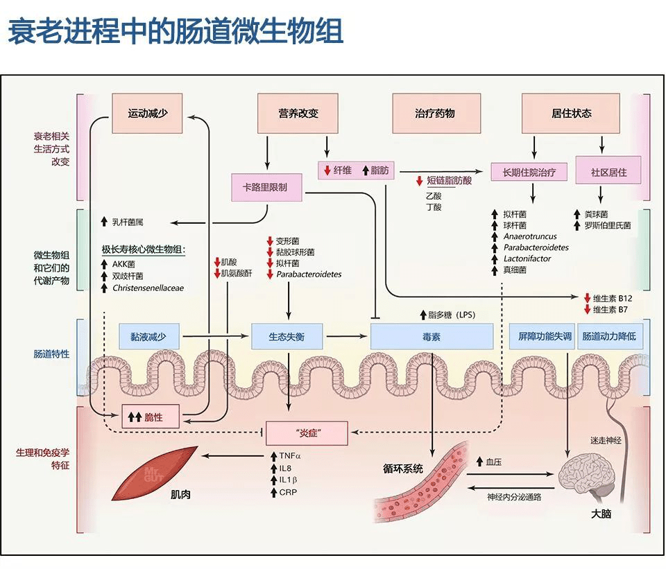 岁月无情肠道菌群也与衰老有关