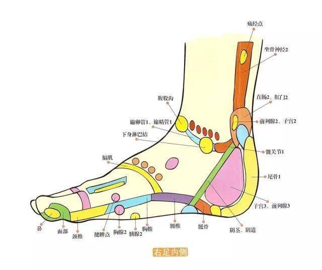 点击可查看大图 反射区口诀二  全身一体足为根,按摩祛病又强身.