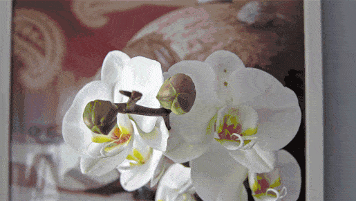 515_290gif 动态图 动图