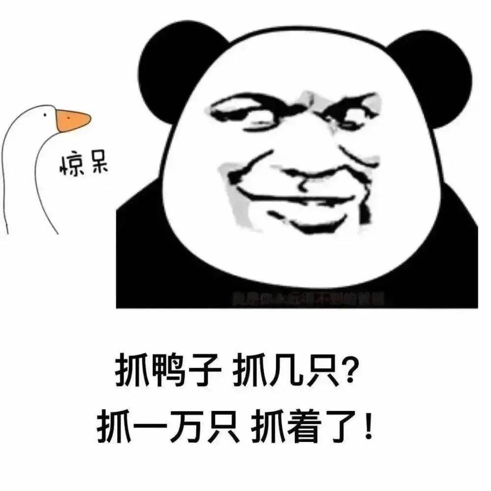 今天你抓鸭子了吗