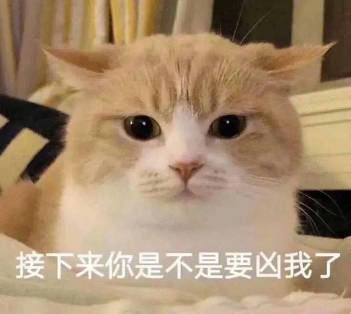 小猫咪到底有没有坏心眼呢? | 表情包