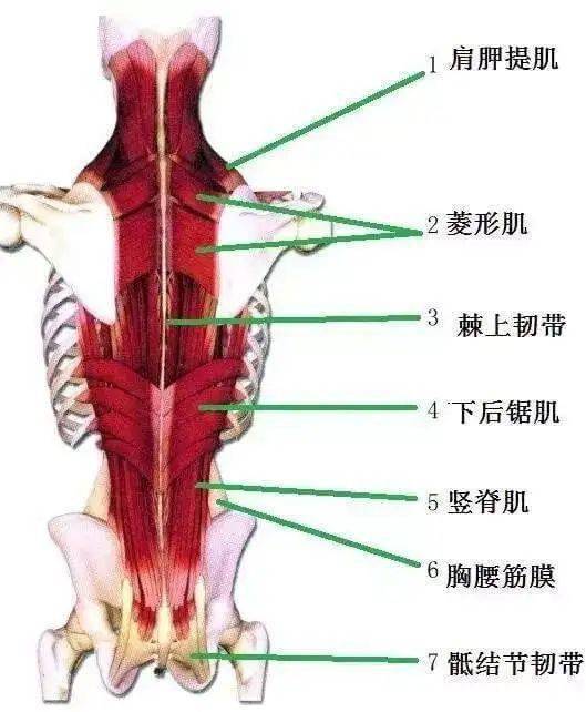 后背肌群