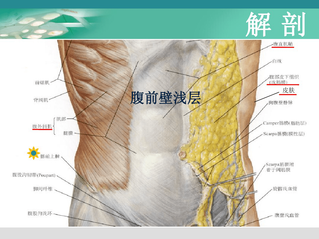 徐医附院麻醉科 | 超声引导下腹横肌平面神经阻滞(tap