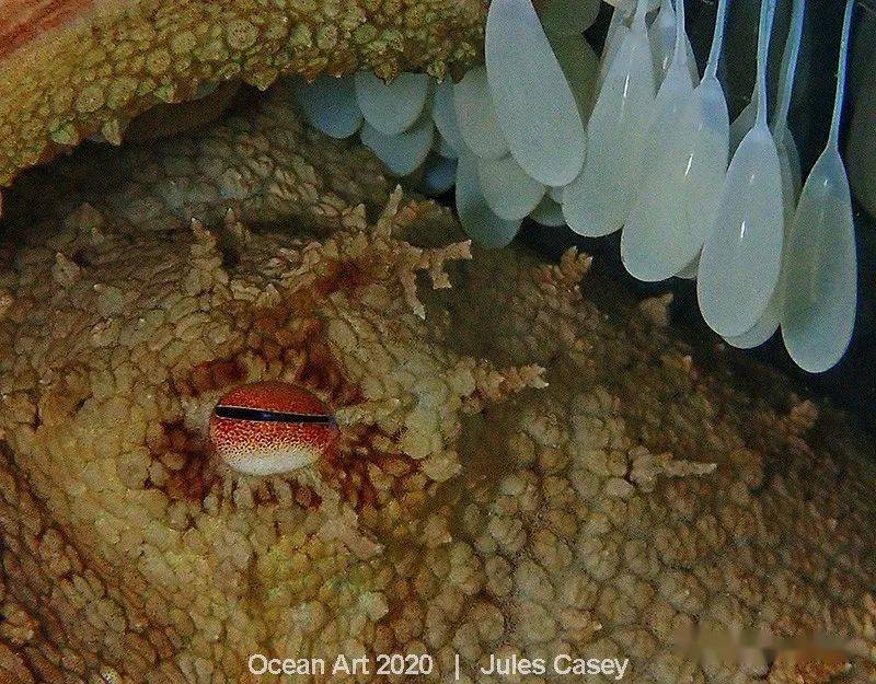 2020年 ocean art 海洋艺术水下摄影大赛获奖作品出炉!