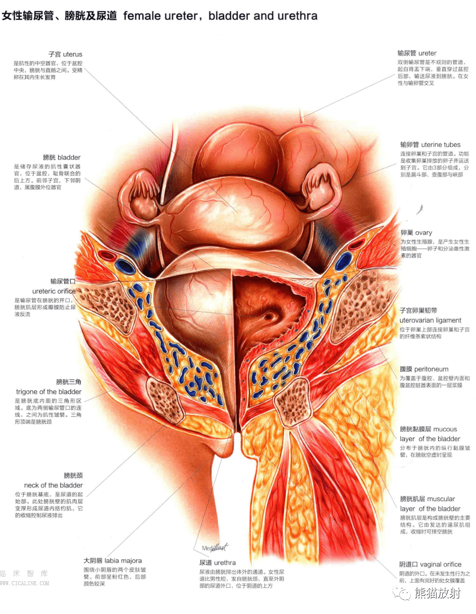 人体图谱丨泌尿系统,生殖系统