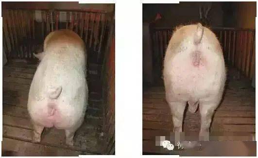 了解母猪体况评分标准发挥母猪最佳产能