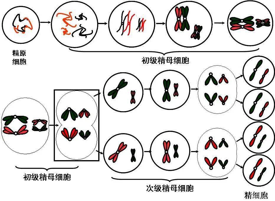 例题:基因型为aabb(2对基因独立遗传)的个体,某精原细胞经减数分裂