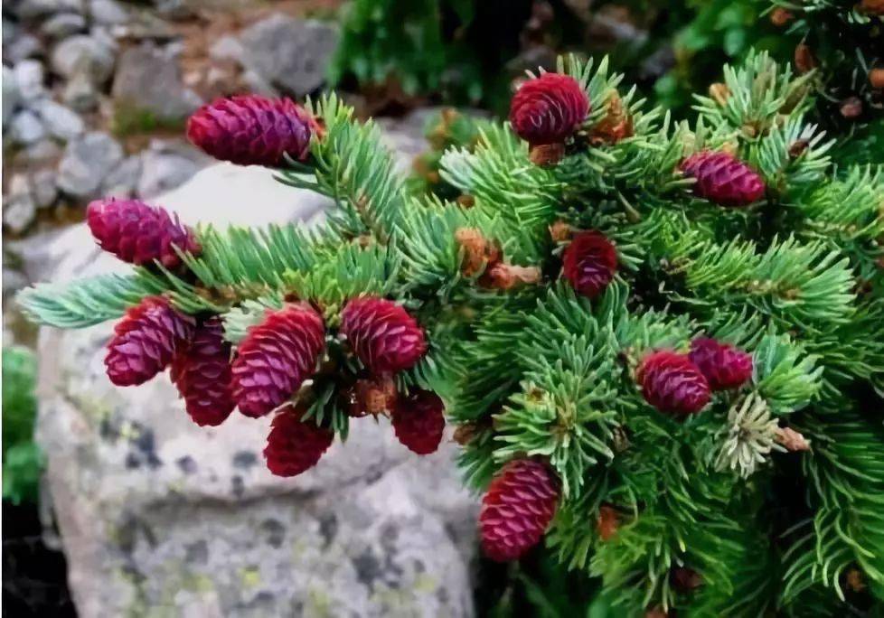 雄球花簇生,成熟前为绿色或黄至红色,花粉脱落时为浅棕或