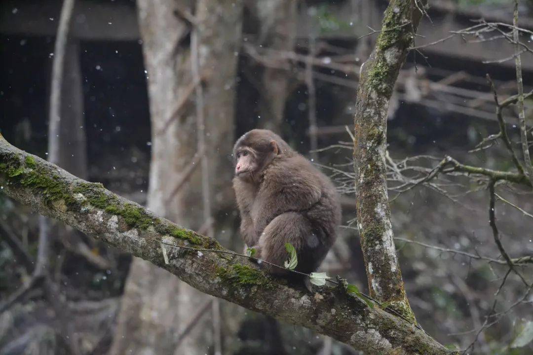 无忧无虑 山清水秀,草木繁盛  气候宜人,空气优良的生态猴区 更何况