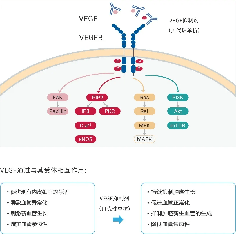 阻断pi3k-akt/pkb和ras-raf-mek-erk等信号通路的传导,从而抑制血管内