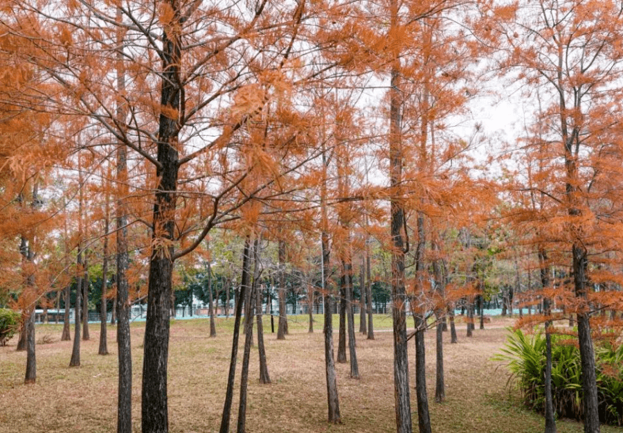 深圳6个最佳落羽杉观赏地,美爆了~随身一拍都是大片!_公园