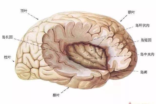 最全神经系统及神经疾病解剖图(收藏版)