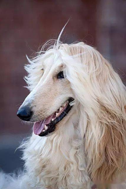 犬中贵族阿富汗猎犬