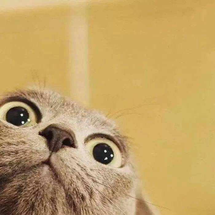 百看不厌的微信头像