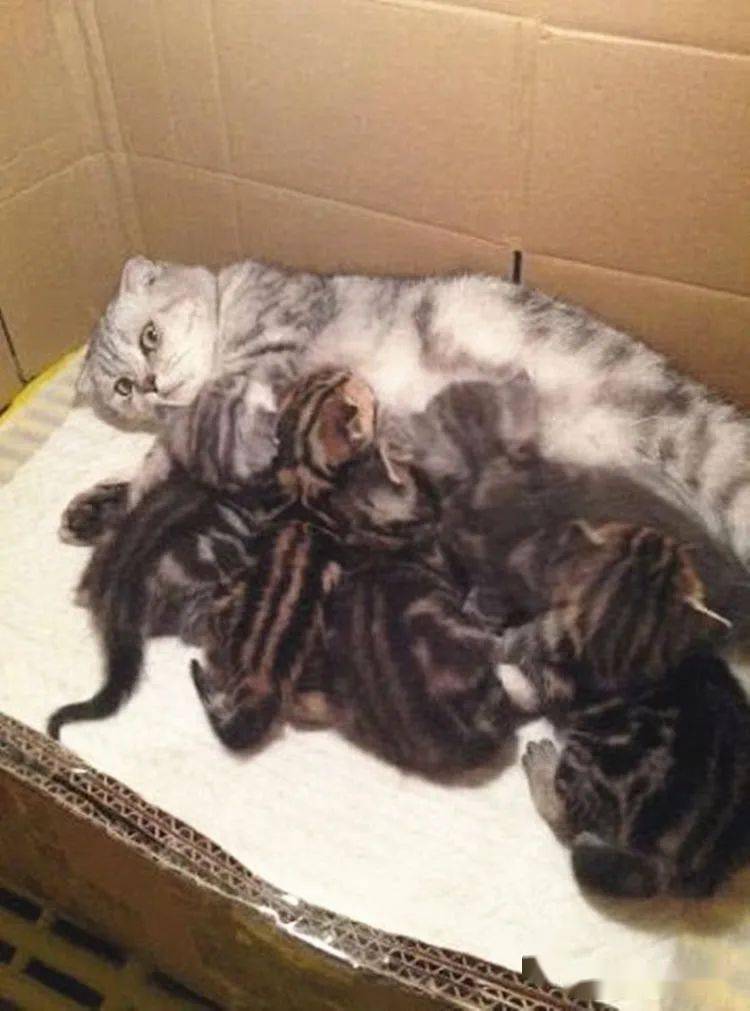 猫咪正在喂奶,低头看到它满眼杀气,这是想将幼猫塞回肚子里吗?