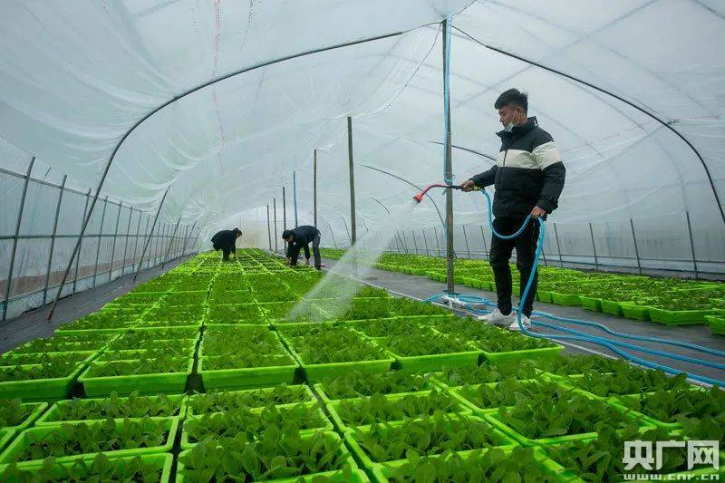 建盆栽蔬菜种植基地,助农增收致富