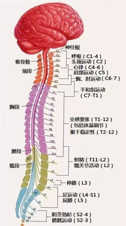 最全神经系统及神经疾病解剖图(收藏版)