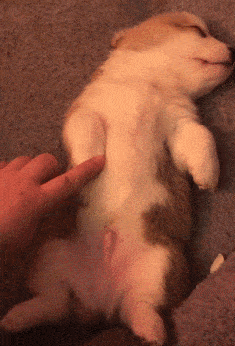 都给我进来夸!人间柯基小蜜糖可可爱爱没脑袋