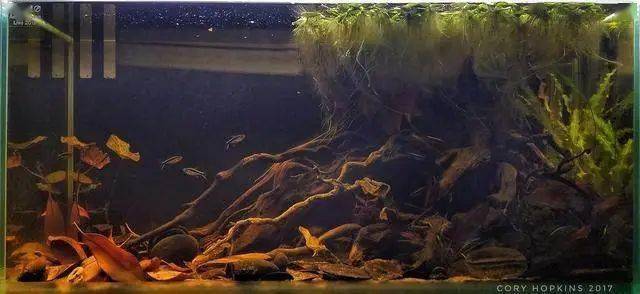 2种南美原生风格的缸,你喜欢哪个类型?_造景