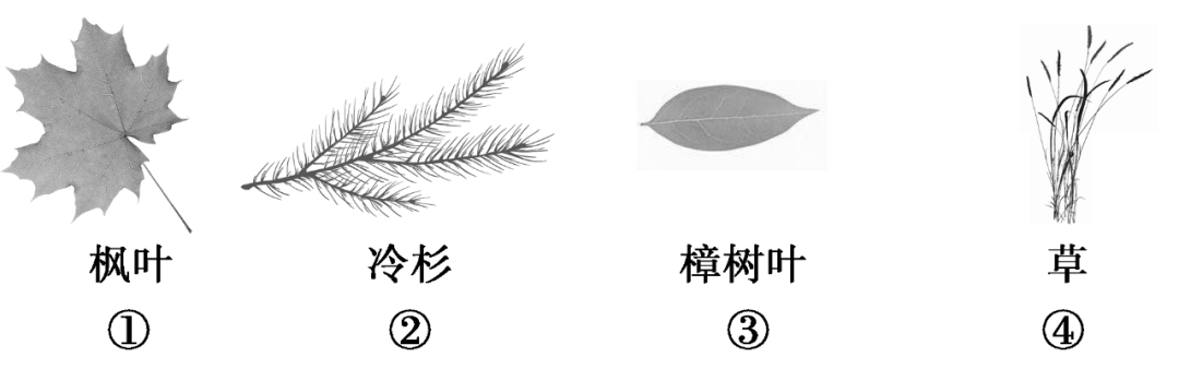 (3)草甸以中生植物为主(介于湿生植物和旱生植物之间),草原以旱生