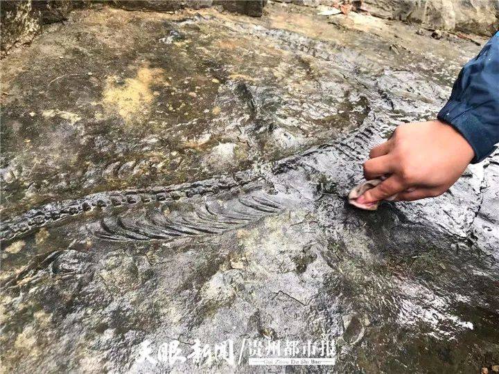 【游·贵州】贵州旅游文化ip之贵州龙篇_化石
