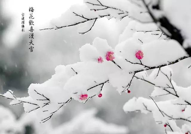 梅雪争春