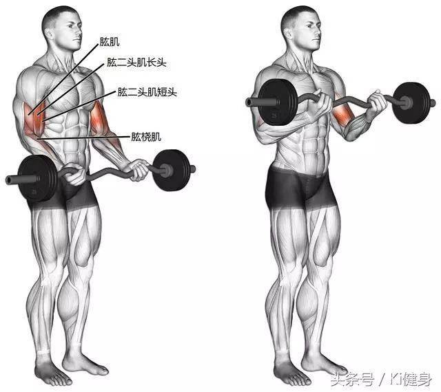 杠铃弯举,不管直杆还是曲杆都会是我们常用的肱二头肌训练动作之一