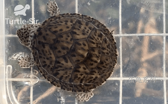 巨头蛋龟剃刀龟虎纹蛋龟苗饲养中要注意什么