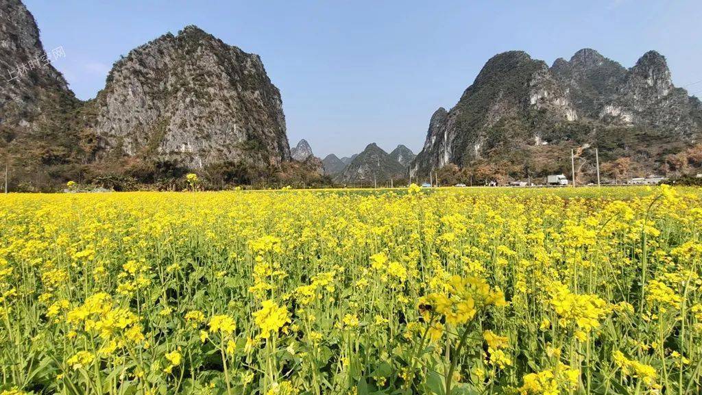 (上林时空)_油菜花