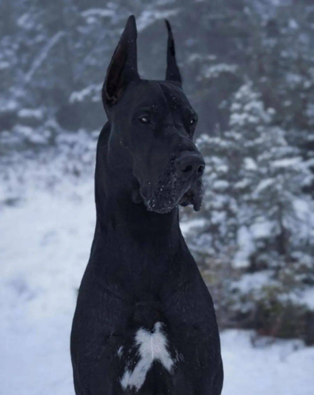 是一只重达136斤的黑色大丹犬,据他的主人介绍,因为帅气的尖耳朵,让它