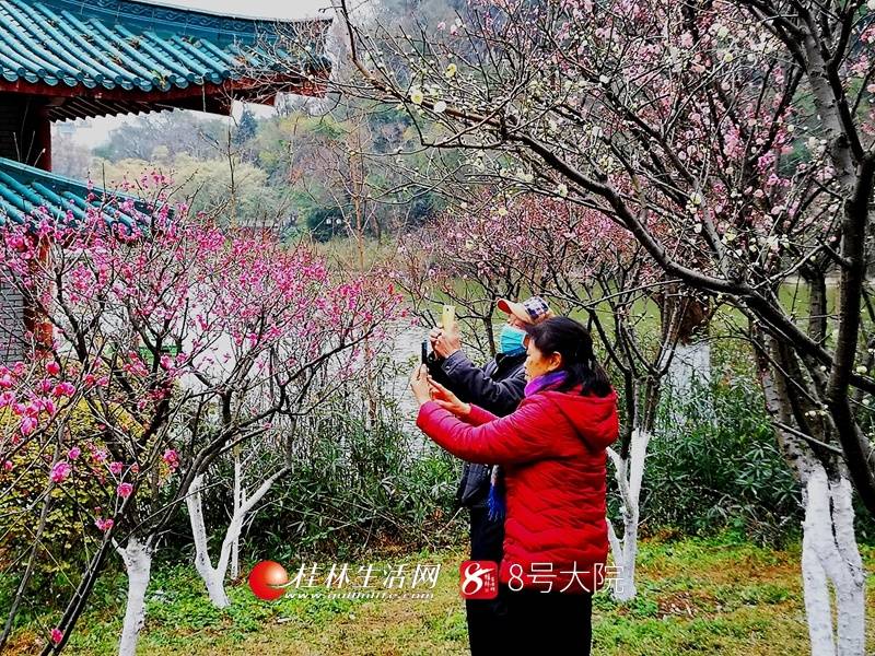 桂林这些公园梅花开了!争相斗艳幽香扑鼻,看一眼闻一下就醉了(图)