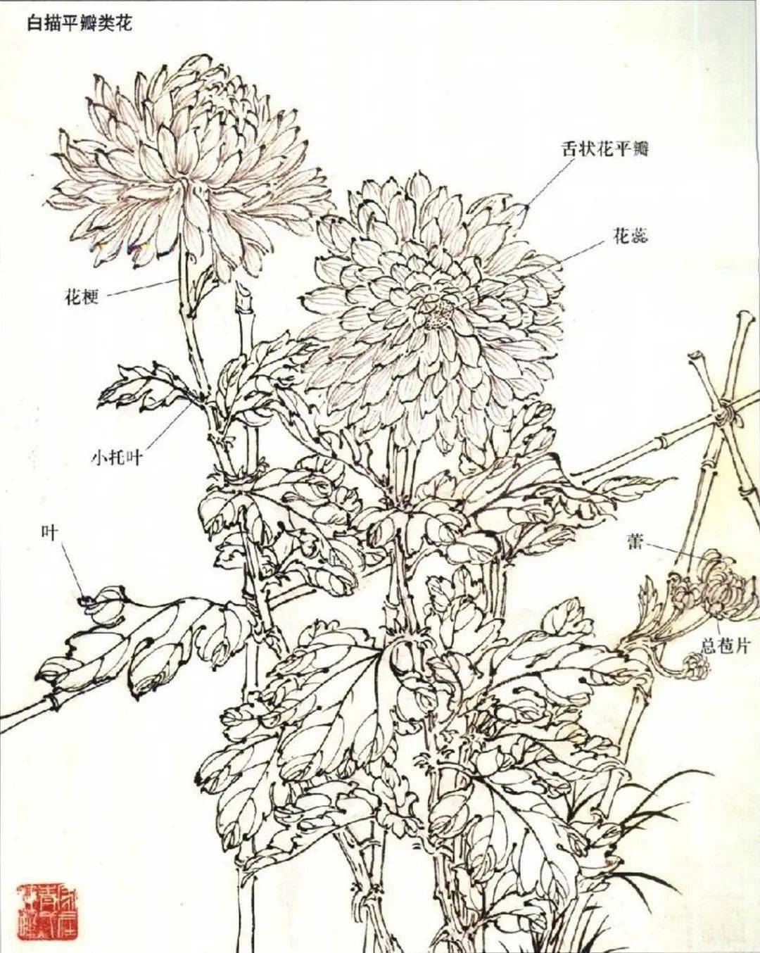 【国画教程】菊花,大雨花的画法解析