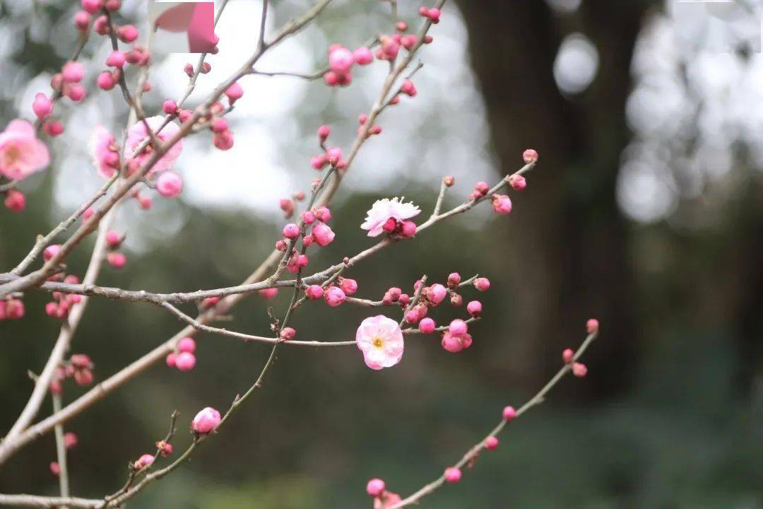 孤山寻梅|再寻孤山"一枝春"