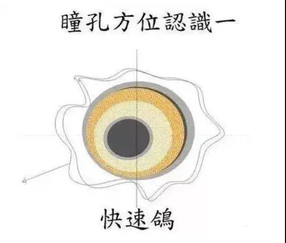 解读鸽眼:冠军鸽的秘密