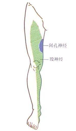 股神经应用解剖