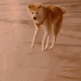 狗子表情 | 柴犬表情包(十八)