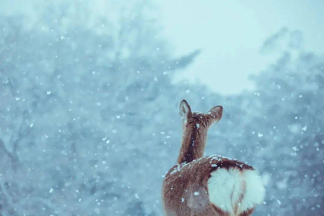 自然小精灵!奈良冬日雪中鹿也太灵气了!